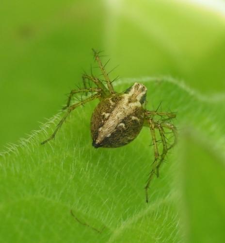 Oxyopes sp.